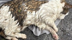 Am Straßenrand lag der Kater.