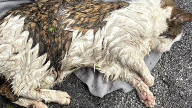 Am Straßenrand lag der Kater.