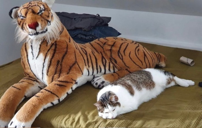 Der kleine Tiger ist wieder fit. Und zuhause bei seinen Besitzern.