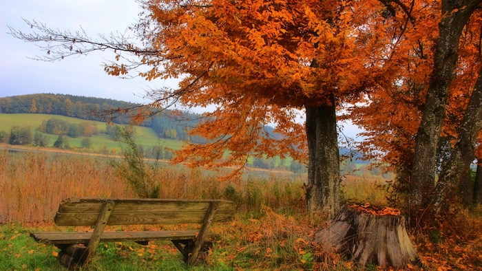 Herbstlicher wird es wohl kaum: Eine gemütliche Bank in Mattsee