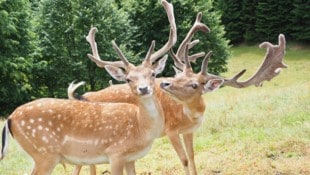 Die zahmen Damhirschen vor dem Angriff. Jetzt ist ein weibliches Tier tot, das andere „humpelt“ ...