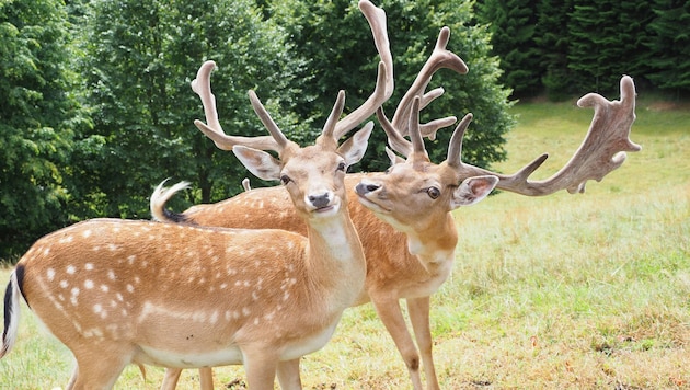 Die zahmen Damhirschen vor dem Angriff. Jetzt ist ein weibliches Tier tot, das andere „humpelt“ ...