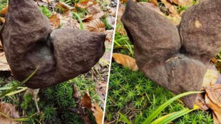 Gerlind Robitsch entdeckte diese Bischofsmütze im Stattnitzgebirge etwas oberhalb des ...