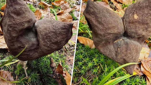 Gerlind Robitsch entdeckte diese Bischofsmütze im Stattnitzgebirge etwas oberhalb des ...