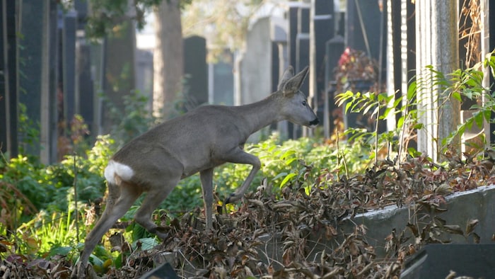 Ein Reh auf Nahrungssuche im Wiener Zentralfriedhof.