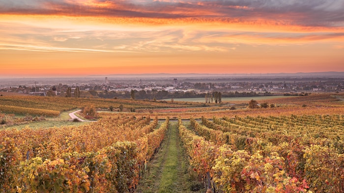 Weinberge in Thallern (NÖ)