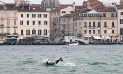 Ein ist klar: Zum Sightseeing ist „Mimmo“ nicht nach Venedig geschwommen.