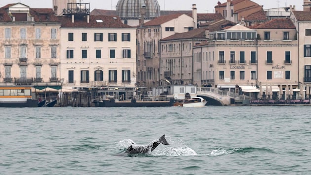 Ein ist klar: Zum Sightseeing ist „Mimmo“ nicht nach Venedig geschwommen.