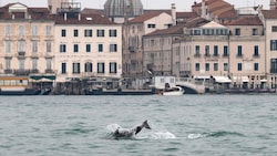 Ein ist klar: Zum Sightseeing ist „Mimmo“ nicht nach Venedig geschwommen.