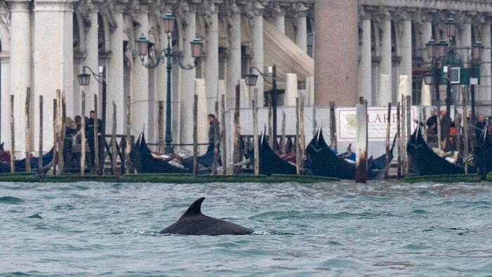 Auch vor dem berühmten Markusplatz konnten sich schon zahlreiche Touristen und Einwohner an ...