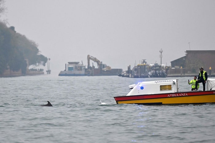 Eigentlich hofften die Helfer, dass „Mimmo“ wieder zurück ins offene Meer schwimmen würde.
