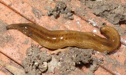 Auf den ersten, ungeübten Blick wirkt der Wurm wie eine Nacktschnecke, dabei ist es die nächste ...
