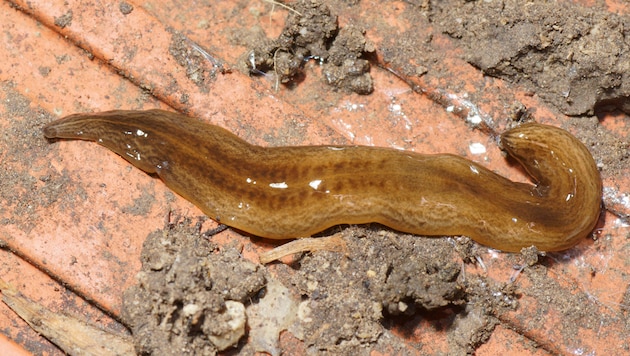 Auf den ersten, ungeübten Blick wirkt der Wurm wie eine Nacktschnecke, dabei ist es die nächste ...