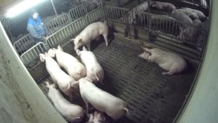 Videos und Aufnahmen zeigen, wie der Mitarbeiter auf die Tiere uriniert.