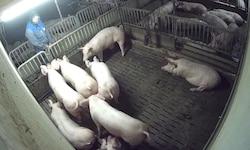 Videos und Aufnahmen zeigen, wie der Mitarbeiter auf die Tiere uriniert.