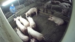 Videos und Aufnahmen zeigen, wie der Mitarbeiter auf die Tiere uriniert.