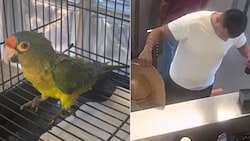 Die zwei Elfenbeinsittiche waren von dem Mann betäubt und in zwei kleine Säcke gestopft worden.