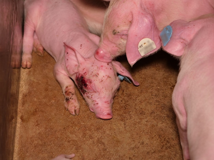 Viele Tiere sind verletzt.