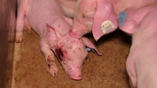 Schwer verletzte Tiere wurden ebenfalls auf den Aufnahmen dokumentiert.