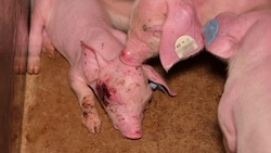 Schwer verletzte Tiere wurden ebenfalls auf den Aufnahmen dokumentiert.