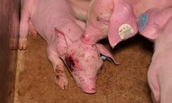 Schwer verletzte Tiere wurden ebenfalls auf den Aufnahmen dokumentiert.