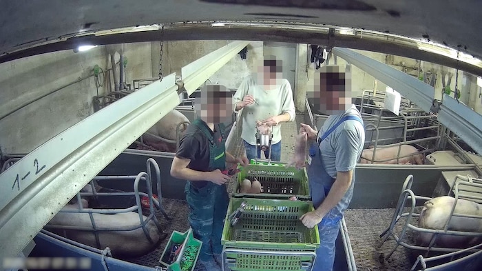 Der Umgang mit Ferkeln wird ebenfalls vom VGT massivst kritisiert.