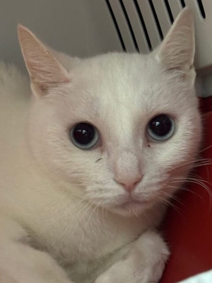 Zuhause als Zweitkatze erträumt