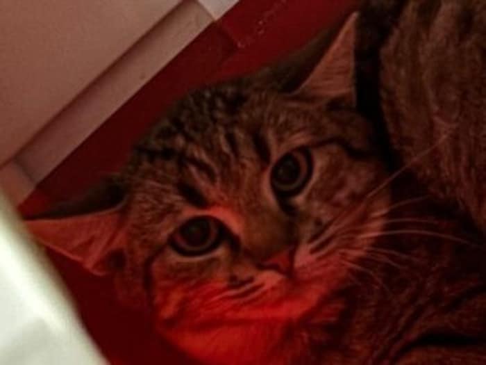 Wer hat Geduld mit der lieben Satana?