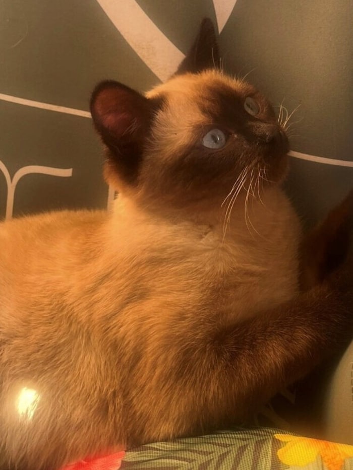 Skye has disappeared without a trace