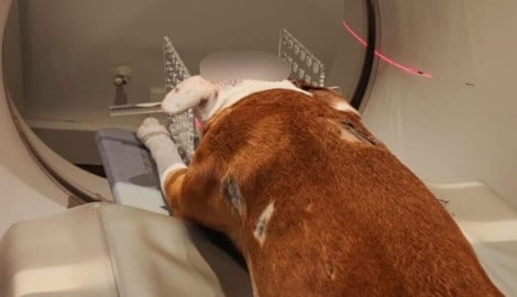 Mittels CT wurden die Stichwunden am Kopf des Rüden genauer untersucht.