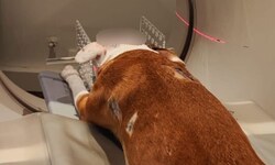 Mittels CT wurden die Stichwunden am Kopf des Rüden genauer untersucht.