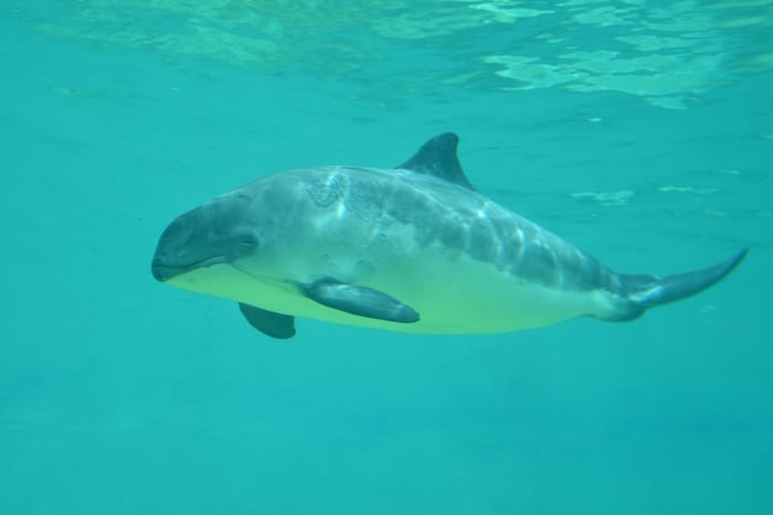 Schweinswale werden bis zu 1,8 Meter lang.