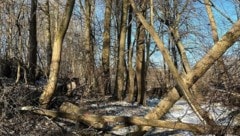 Ein Teil des Baumes fiel genau auf den jungen Forstarbeiter (Symbolbild)