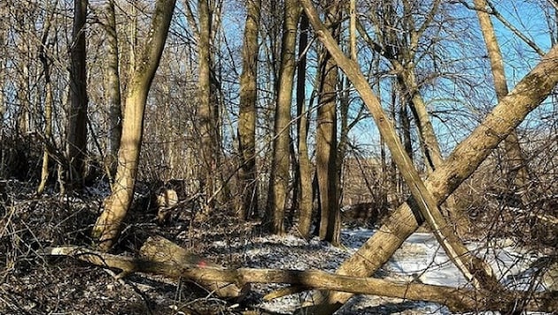 Ein Teil des Baumes fiel genau auf den jungen Forstarbeiter (Symbolbild)