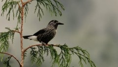 Der Tannenhäher, manchmal auch „Nusskrähe“ genannt.