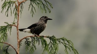 Der Tannenhäher, manchmal auch „Nusskrähe“ genannt.