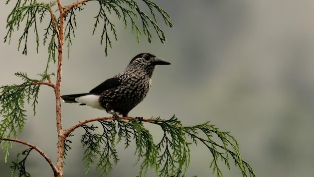 Der Tannenhäher, manchmal auch „Nusskrähe“ genannt.