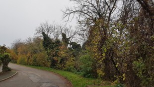 Die Bäume und Büsche entlang der Straße. Kaputte Pflanzen müssen weg.