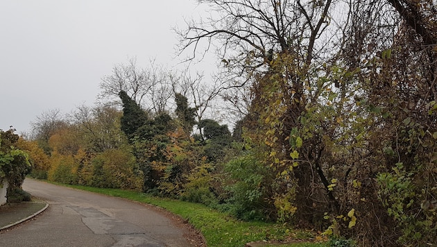 Die Bäume und Büsche entlang der Straße. Kaputte Pflanzen müssen weg.