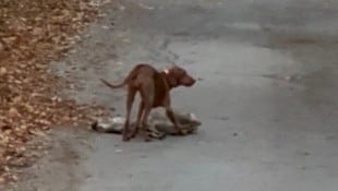 Das Reh prallte zuerst gegen den Zaun und wurde danach vom Hund gerissen.