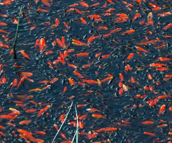 Die Aquarium-Fische verursachen ein Massensterben in einem geschütztem See.