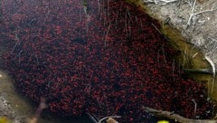 Tausende orangerote und dunkle Punkte schimmern durch das seichte Wasser.