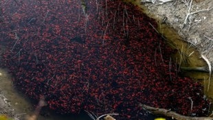 Tausende orangerote und dunkle Punkte schimmern durch das seichte Wasser.