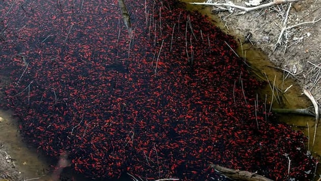 Tausende orangerote und dunkle Punkte schimmern durch das seichte Wasser.