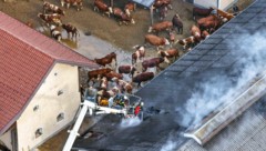 Die Kühe wurden in den Hof getrieben, während die Feuerwehr löschte