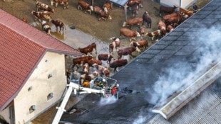 Die Kühe wurden in den Hof getrieben, während die Feuerwehr löschte