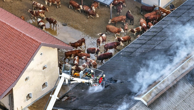 Die Kühe wurden in den Hof getrieben, während die Feuerwehr löschte