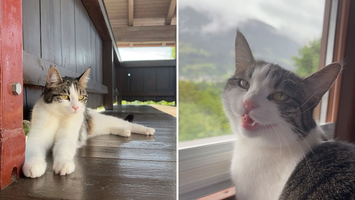 Her owners are longing for her!