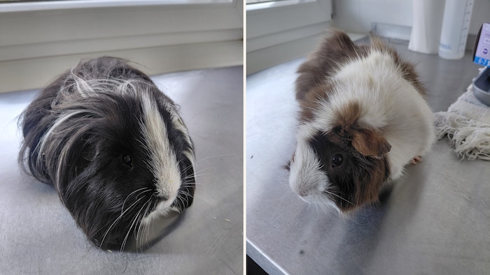 Who are their owners?