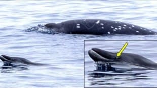 Ein junger erwachsener männlicher Schnabelwal schwimmt zusammen mit einem erwachsenen Männchen. ...